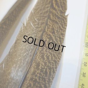 画像3: 【CANAL】 PEACOCK QUILL M