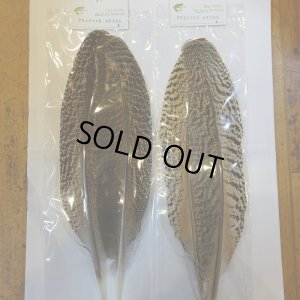 画像5: 【CANAL】 PEACOCK QUILL L