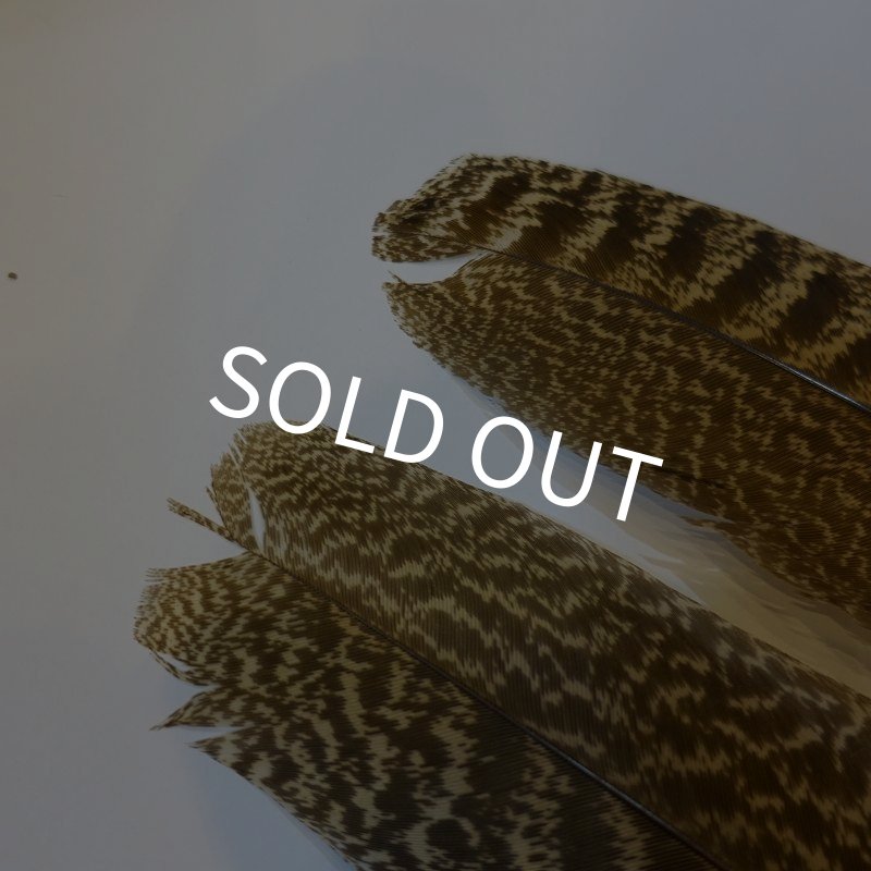 画像4: 【CANAL】 PEACOCK QUILL S (4)