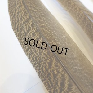 画像2: 【CANAL】 PEACOCK QUILL M