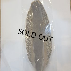 画像7: 【CANAL】 PEACOCK QUILL SA