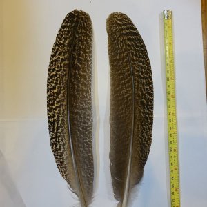 画像1: 【CANAL】 PEACOCK QUILL L