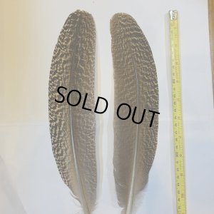 画像1: 【CANAL】 PEACOCK QUILL L