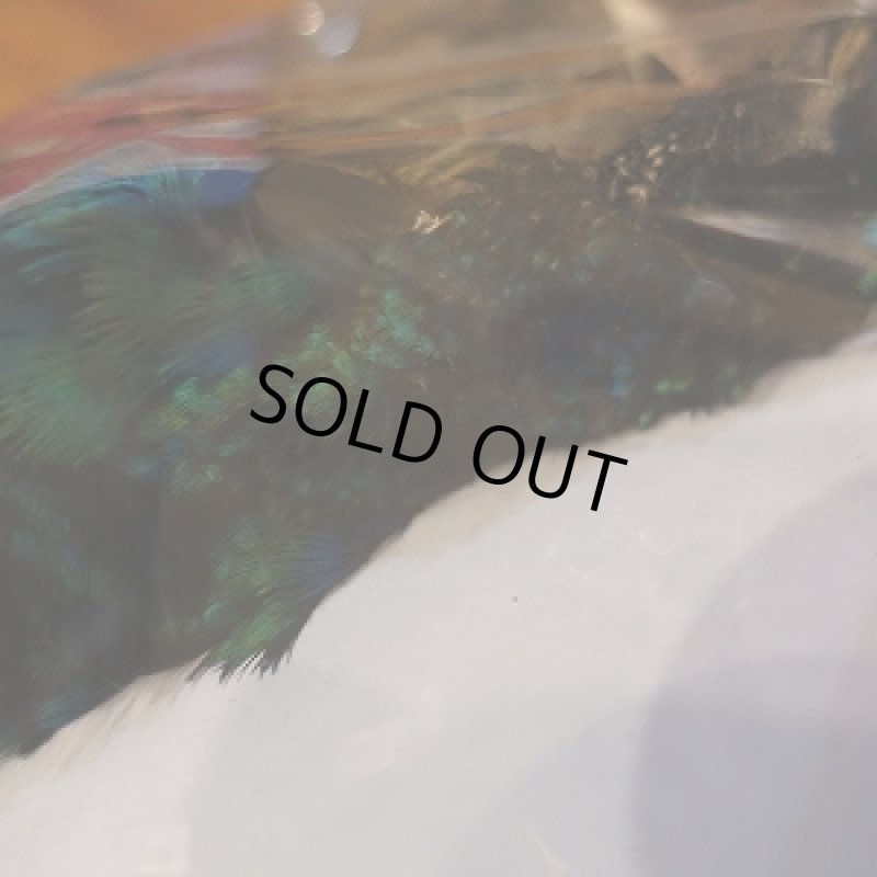 画像5: 【CANAL】 PEAHEN コンプリート  (5)