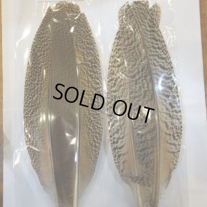 画像6: 【CANAL】 PEACOCK QUILL SA