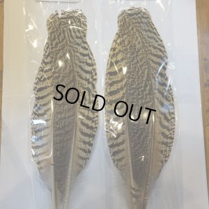 画像9: 【CANAL】 PEACOCK QUILL L