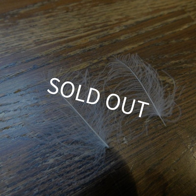 画像1: 【mallard1】 CDC fine sellect White (1)