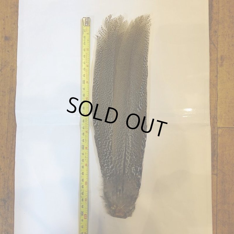 画像1: 【CANAL】 Speckled Pheasant コンプリートテール S (No.2) (1)