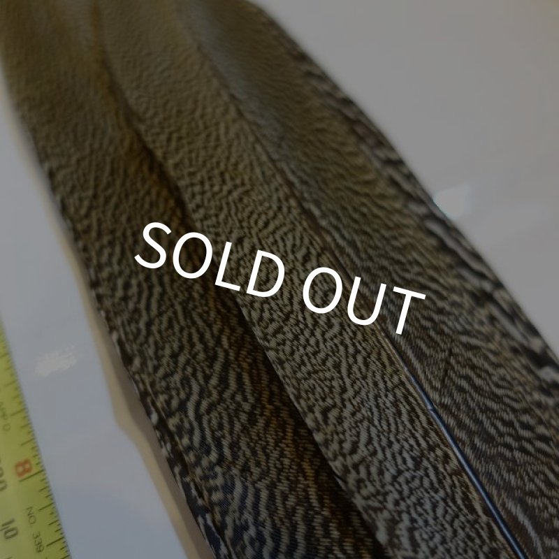 画像2: 【CANAL】 Speckled Pheasant コンプリートテール L (No.1) (2)