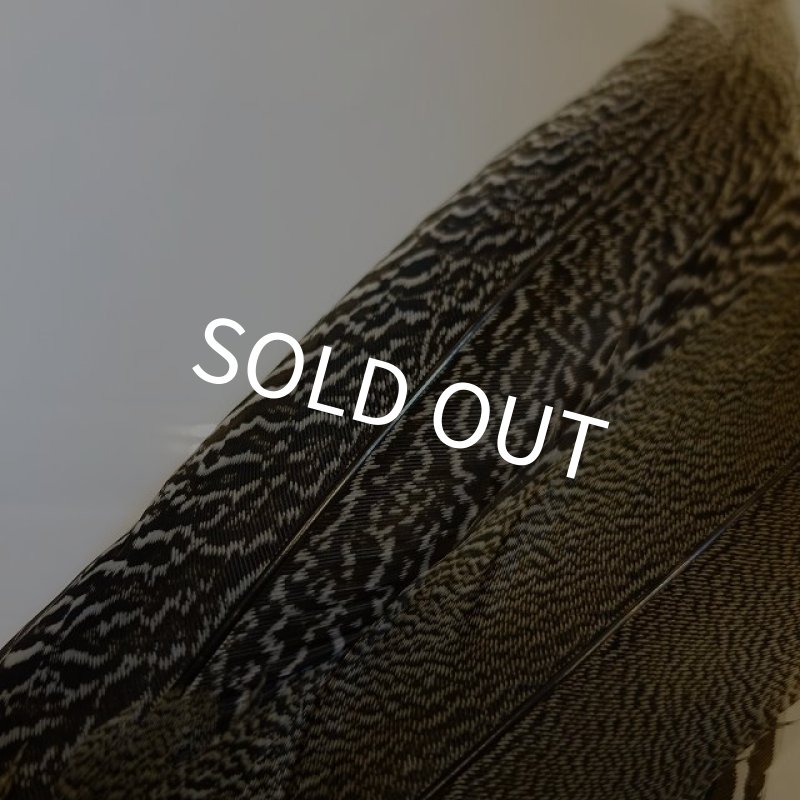 画像4: 【CANAL】 Speckled Pheasant コンプリートテール S (No.1) (4)