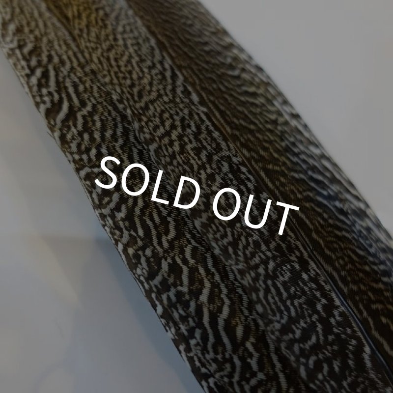 画像4: 【CANAL】 Speckled Pheasant コンプリートテール L (No.1) (4)