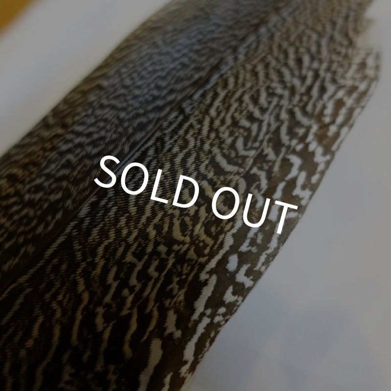 画像3: 【CANAL】 Speckled Pheasant コンプリートテール L (No.1) (3)