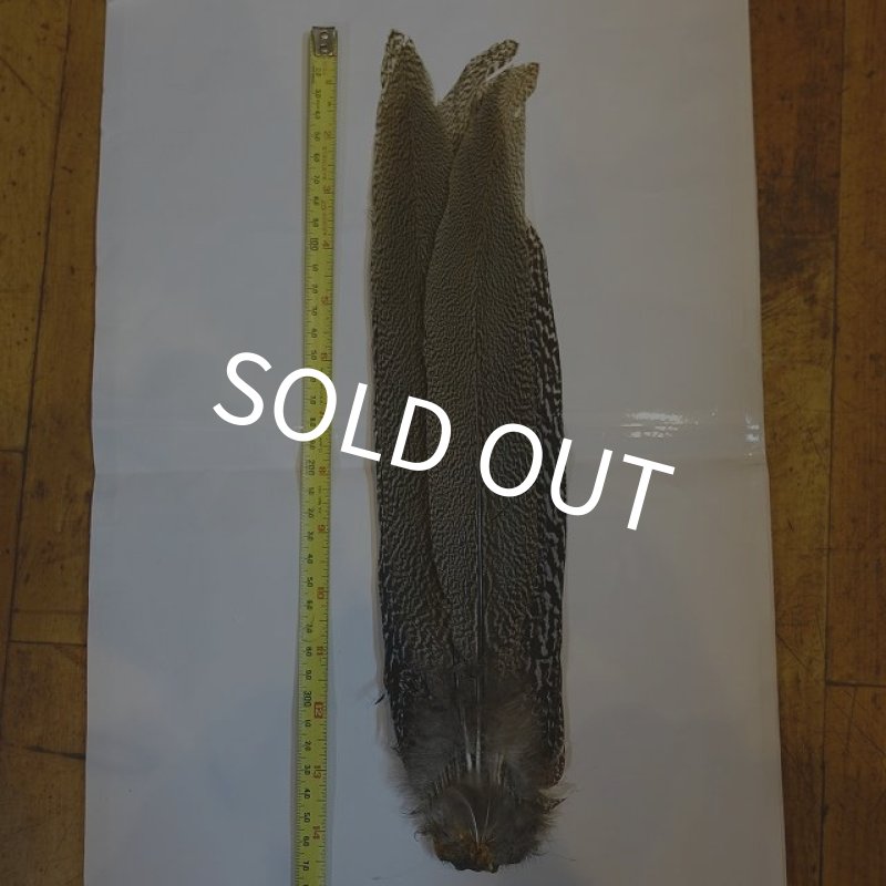 画像1: 【CANAL】 Speckled Pheasant コンプリートテール L (No.1) (1)