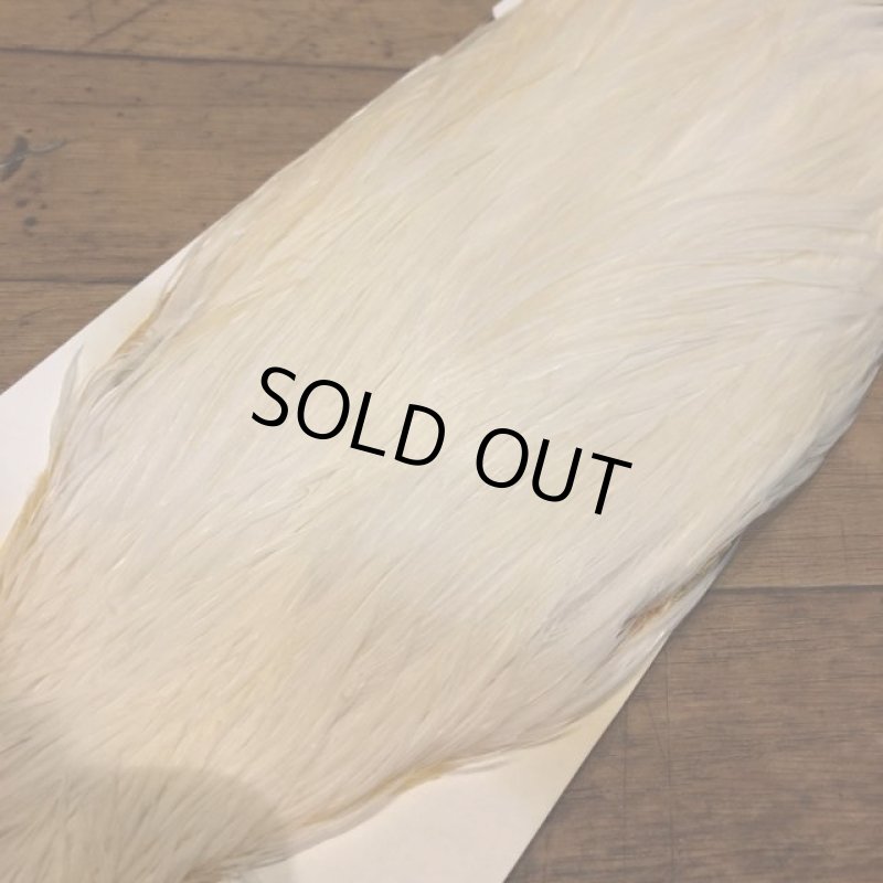 画像5: 【Spencer'sHackles】 Spencer Hackle Cock Neck Choice #3(SALE) (5)