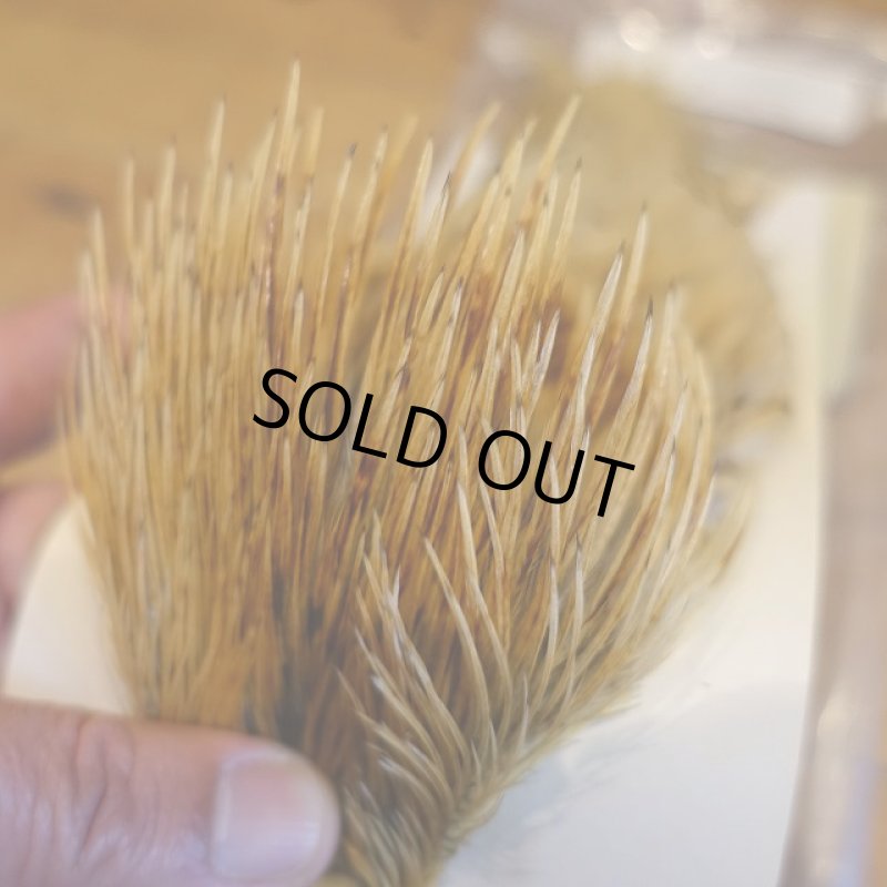 画像3: 【Spencer'sHackles】 Spencer Hackle Cock Neck Select Badger Natural #2(SALE)   (3)