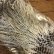 画像3: 【Spencer'sHackles】 Cock Saddle Choise BARRED WHITE #3 (SALE) (3)