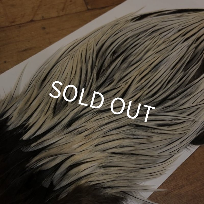 画像2: 【Spencer'sHackles】 Cock Saddle Extra Select Badger #1 (SALE) (2)