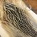 画像1: 【Spencer'sHackles】 SELECT BADGER HEN NECK #2(SALE) (1)