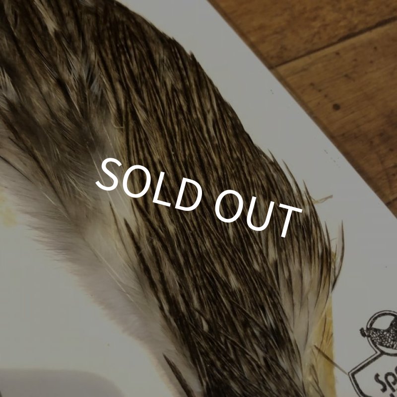 画像2: 【Spencer'sHackles】 1/2 Cock Neck Select Badger #2 (SALE) (2)