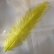 画像1: Rhea Feather Large (1)