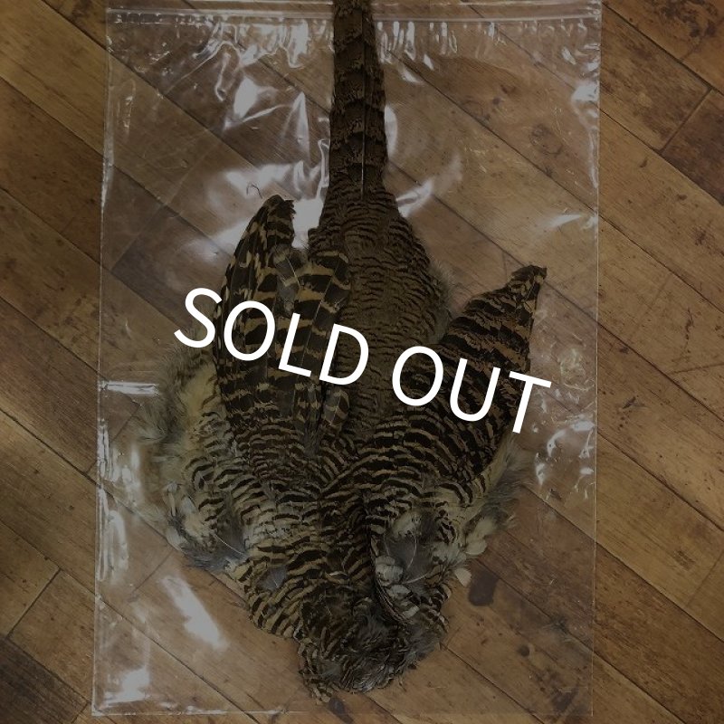 画像1: 【ANGLE】 HEN AMHERST PHEASANT COMPLETE (1)