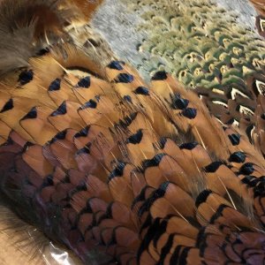 画像3: 【ANGLE】 COCK PHEASANT BODYSKIN