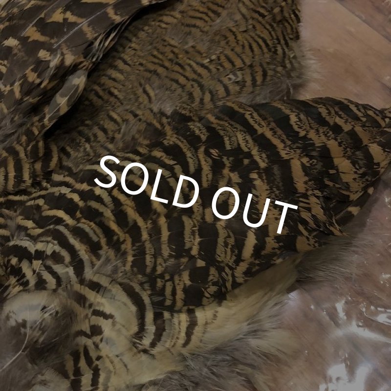 画像2: 【ANGLE】 HEN AMHERST PHEASANT COMPLETE (2)