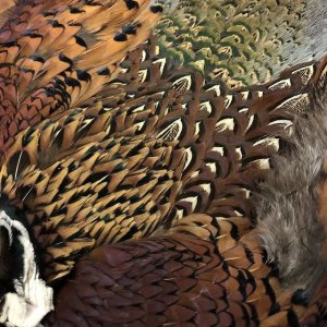 画像2: 【ANGLE】 COCK PHEASANT BODYSKIN