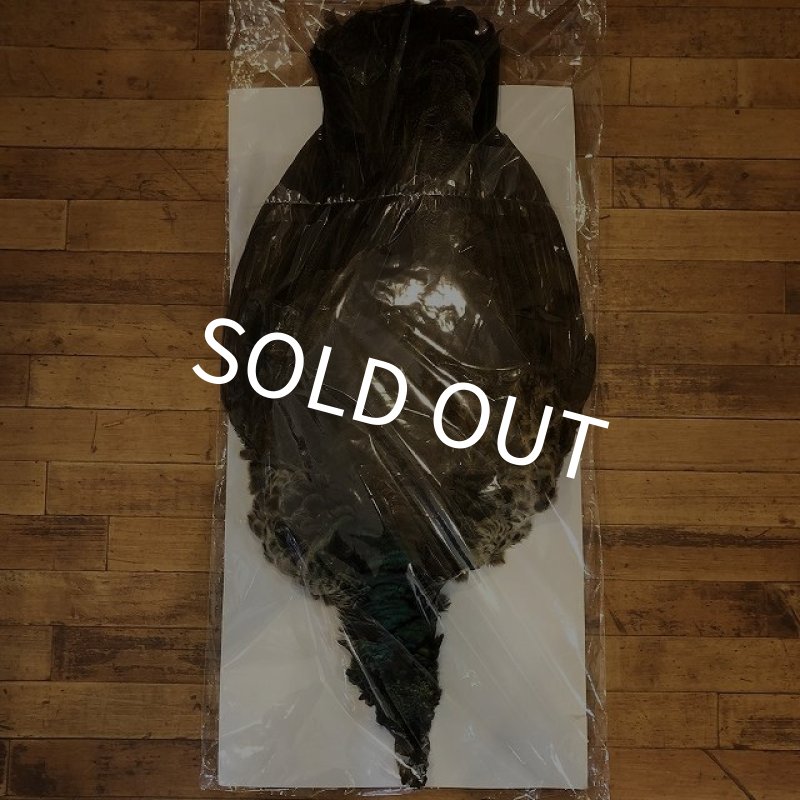 画像1: 【CANAL】 PEACOCK IMMATURE コンプリート(1) (1)