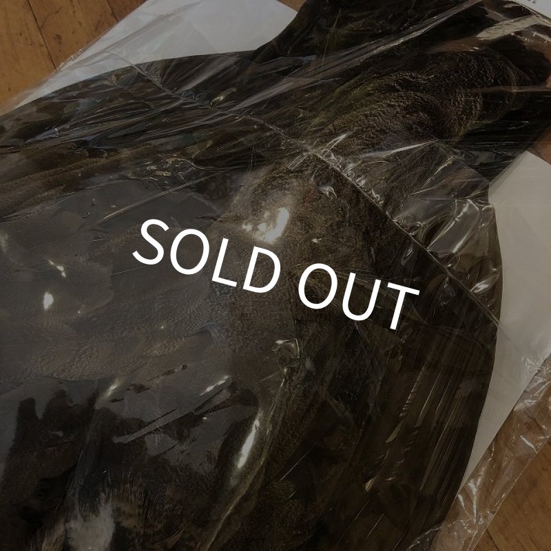 画像4: 【CANAL】 PEACOCK IMMATURE コンプリート(1) (4)