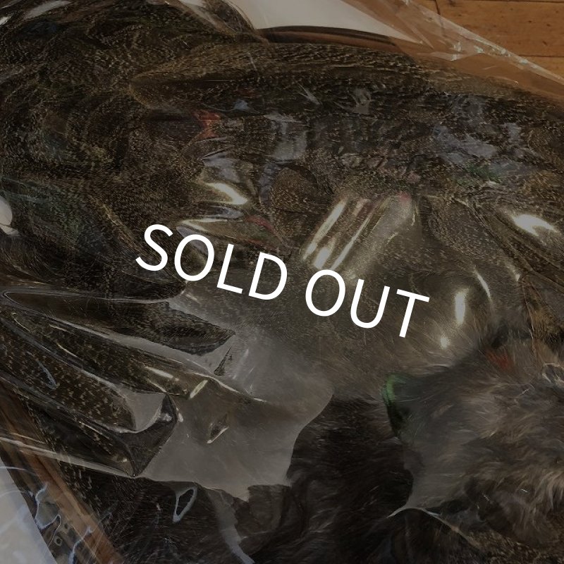 画像4: 【CANAL】 PEACOCK IMMATURE コンプリート(2) (4)