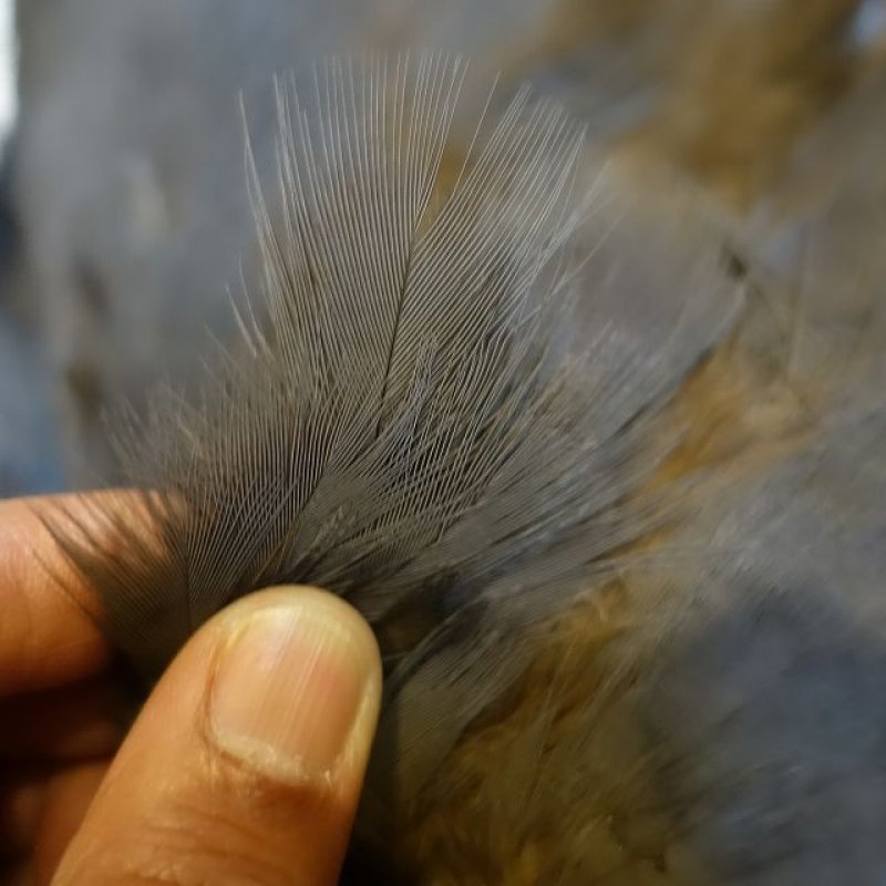 画像3: ブルーイヤーフェザント コンプリート NO1