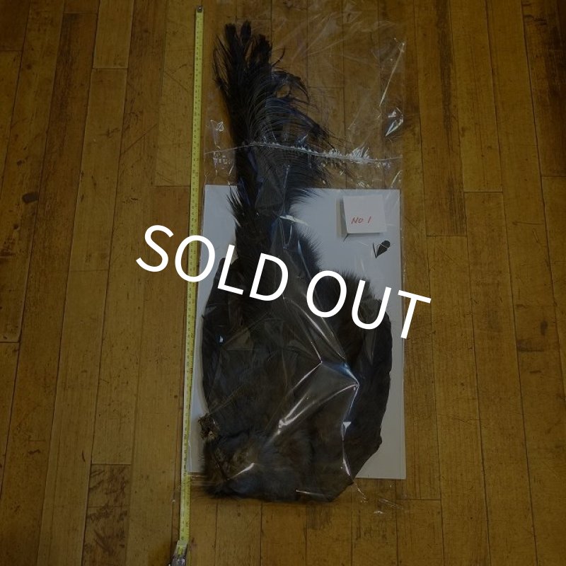 画像1: ブルーイヤーフェザント　コンプリート　NO1 (1)