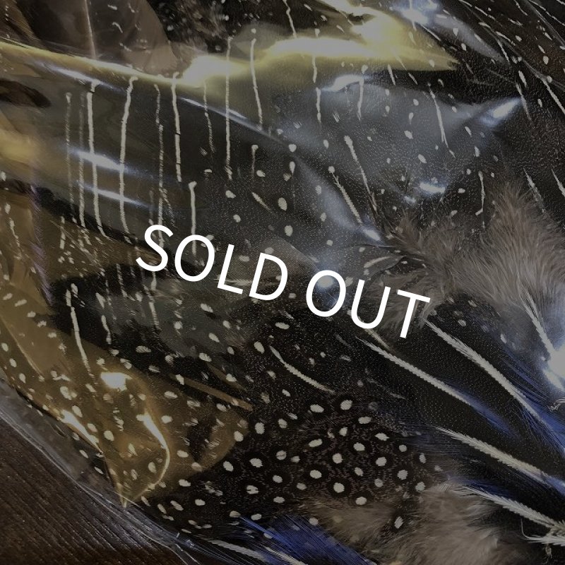 画像4: Vulturine Gallena Complete (4)