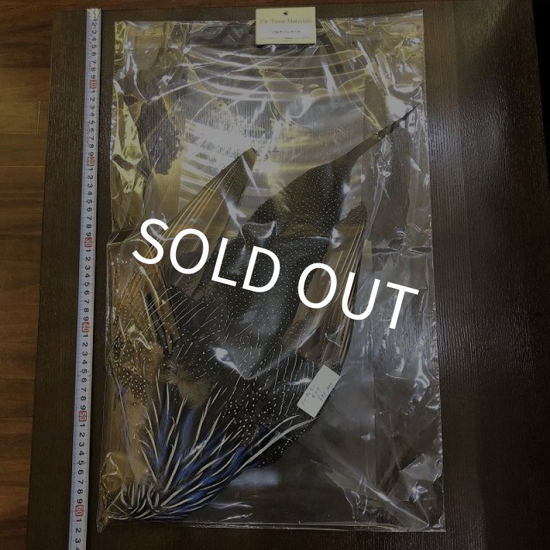 画像1: Vulturine Gallena Complete (1)