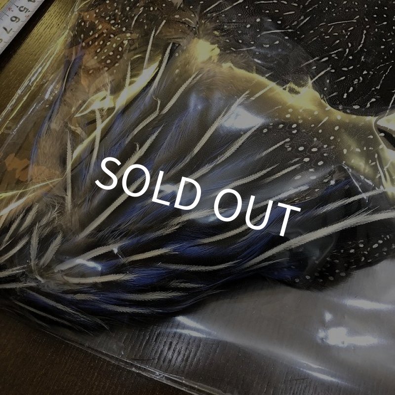 画像2: Vulturine Gallena Complete (2)