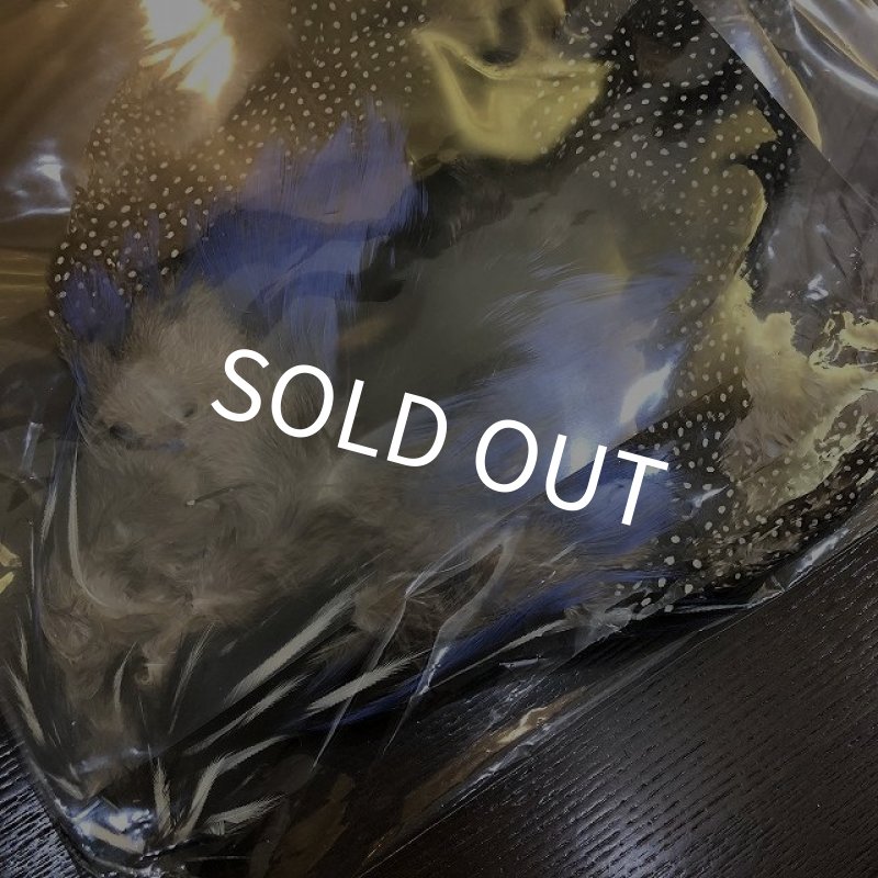 画像3: Vulturine Gallena Complete (3)