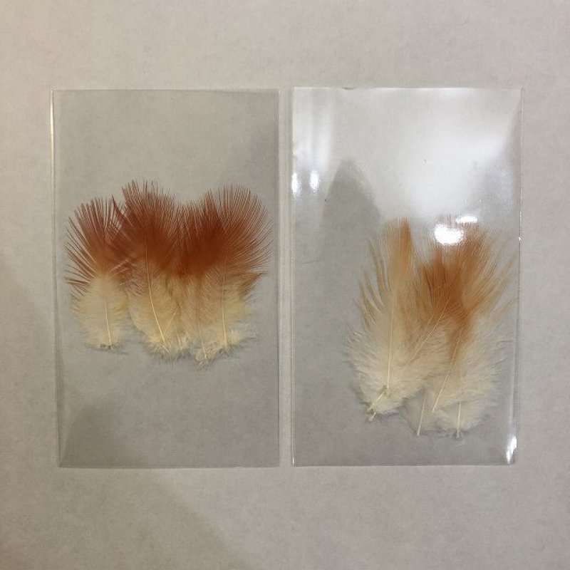 画像2: コック・オブ・ザ・ロック フェザー (2)