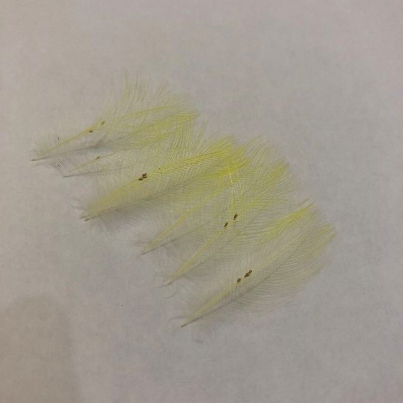 画像1: TOUCAN トーカン (1)