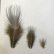 画像2: 【ANGLE】 BLUE EARED PHEASANT　BODY FEATHER (2)