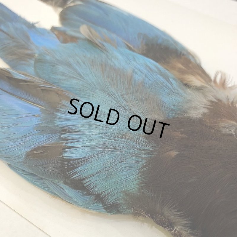 画像2: 【CANAL】 King fisher SA(コンプリート) (2)