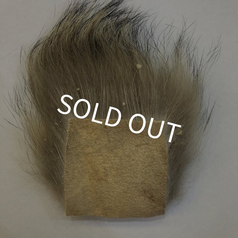 画像2: 【CANAL】 WOLF (2)