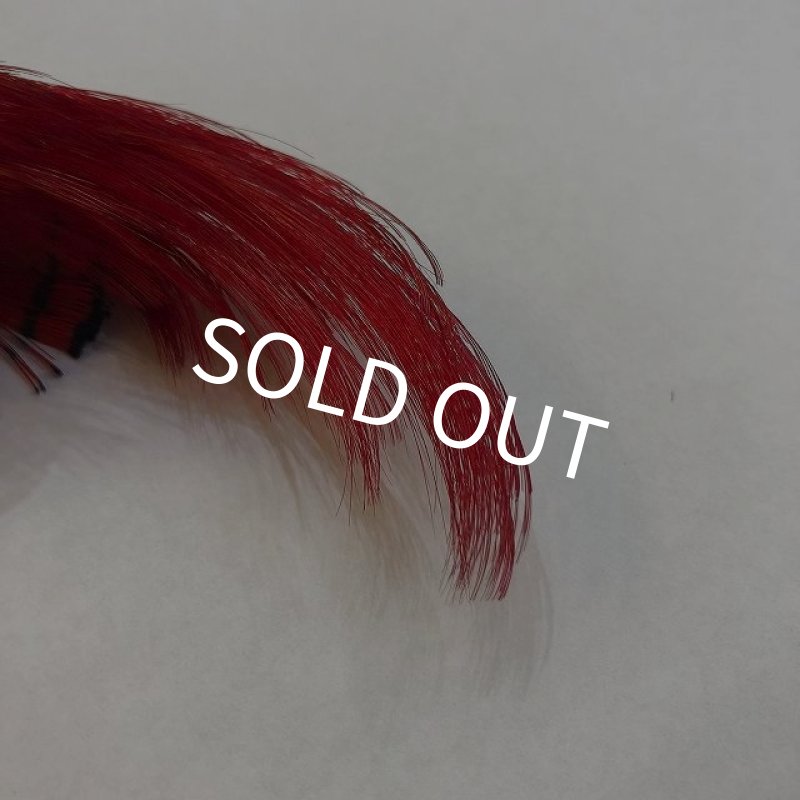 画像2: 【CANAL】 Golden Pheasant Crest Red (2)