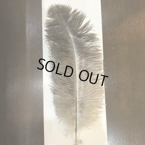 画像6: ナチュラルオーストリッチ(特大)