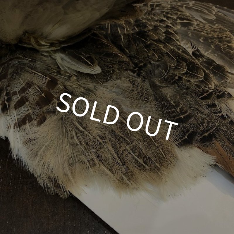 画像4: パートリッジコンプリートスキン（特価） (4)