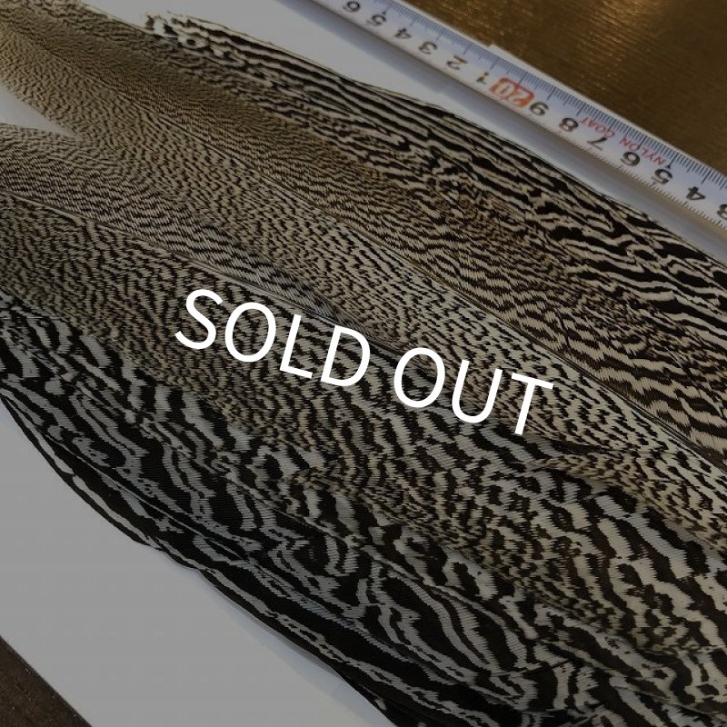 画像4: 【CANAL】 Speckled Pheasant コンプリートテール L (No.4) (4)