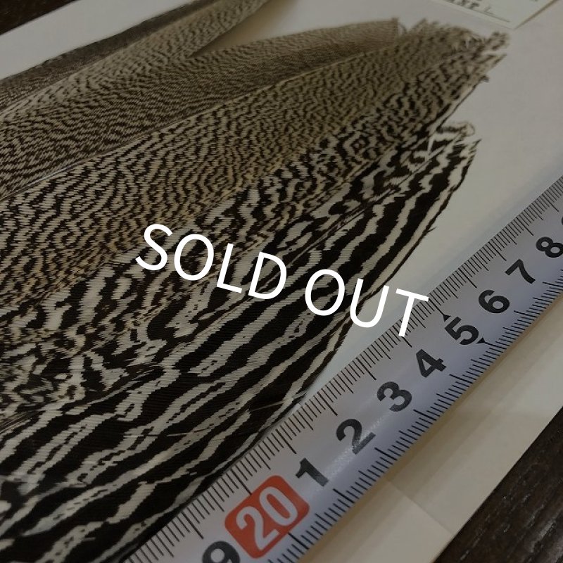 画像3: 【CANAL】 Speckled Pheasant コンプリートテール L (No.4) (3)