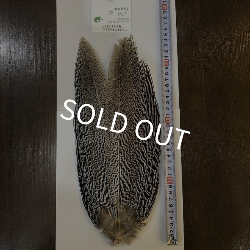 画像1: 【CANAL】 Speckled Pheasant コンプリートテール L (No.4) (1)
