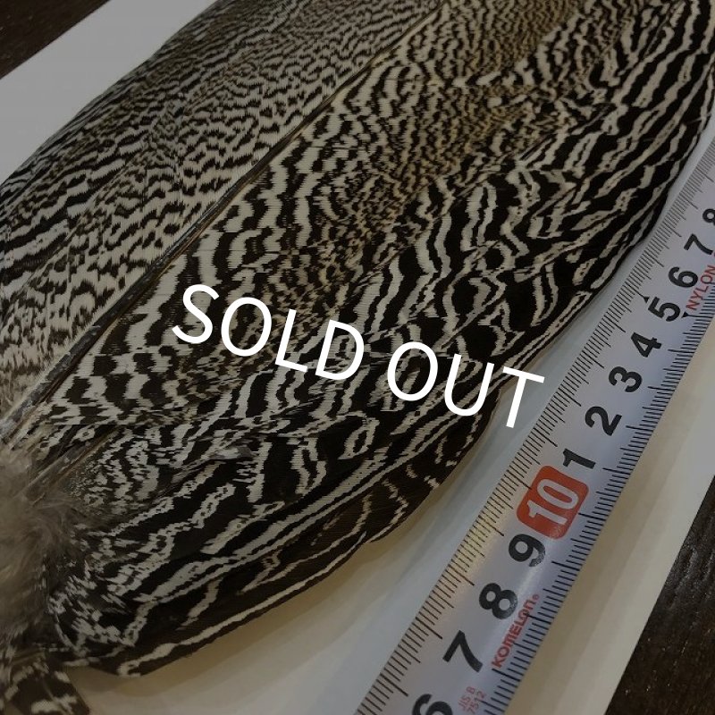 画像2: 【CANAL】 Speckled Pheasant コンプリートテール L (No.4) (2)