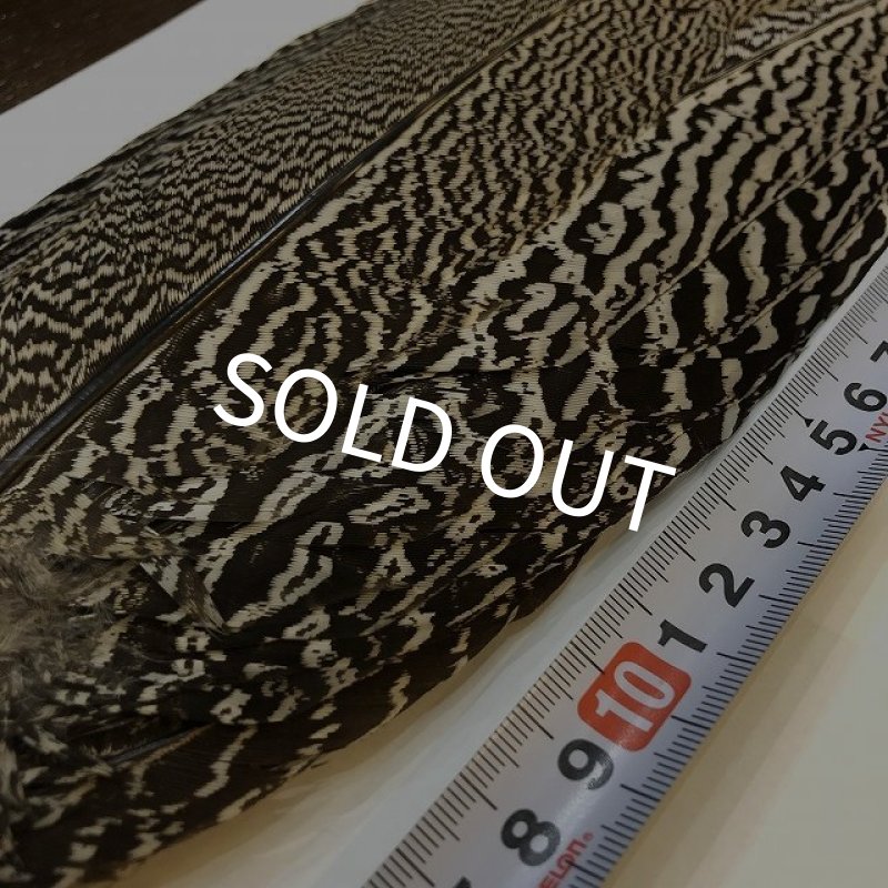 画像2: 【CANAL】 Speckled Pheasant コンプリートテール L (No.3) (2)